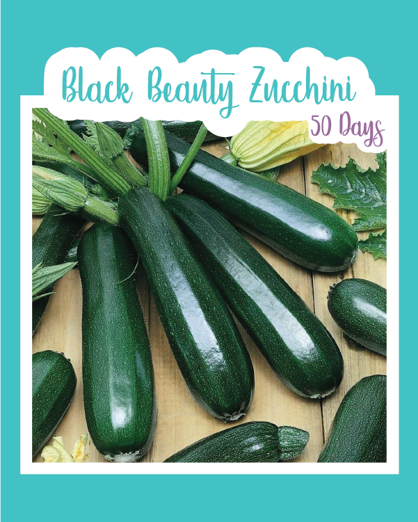 Black Beauty Zucchini (Summer Squash)