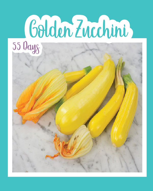 Golden Zucchini (Summer Squash)