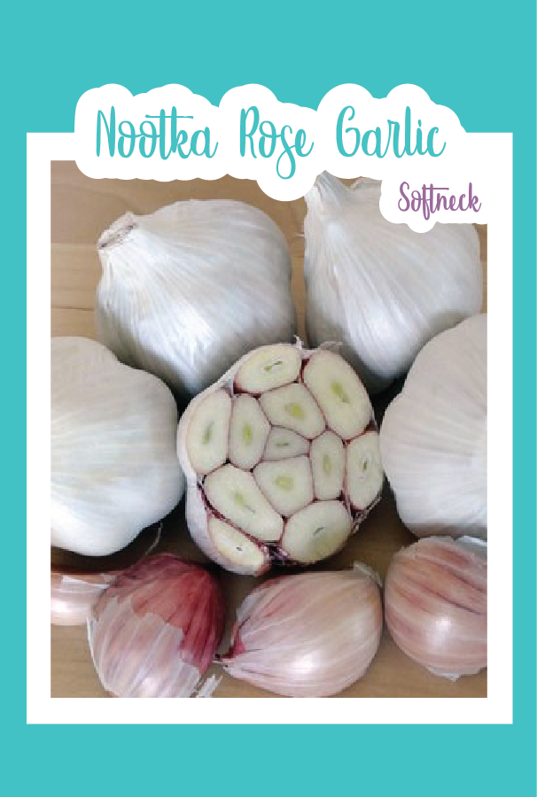 Organic Nootka Rose Garlic (Softneck)