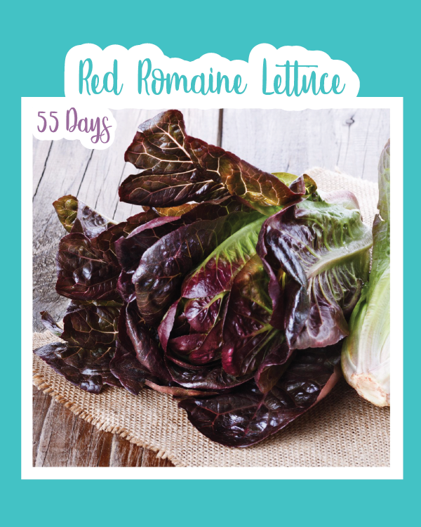 Red Romaine Lettuce