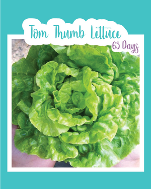 Tom Thumb Lettuce
