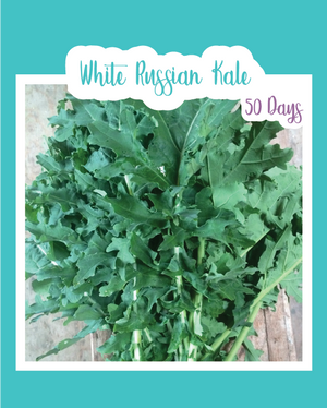 White Russian Kale