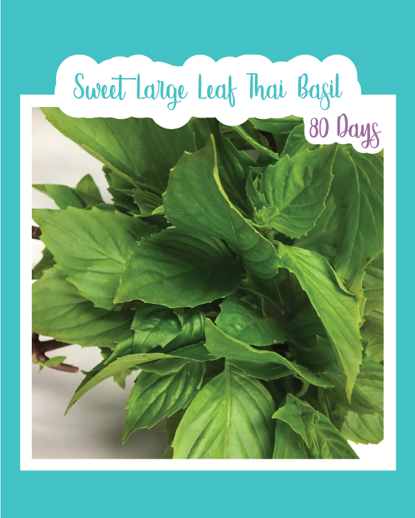 Sweet Large Leaf Thai Basil