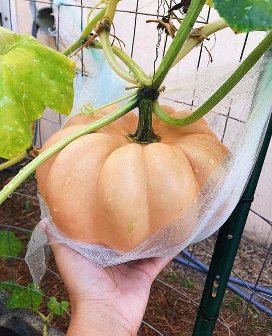 Musquee De Provence Pumpkin