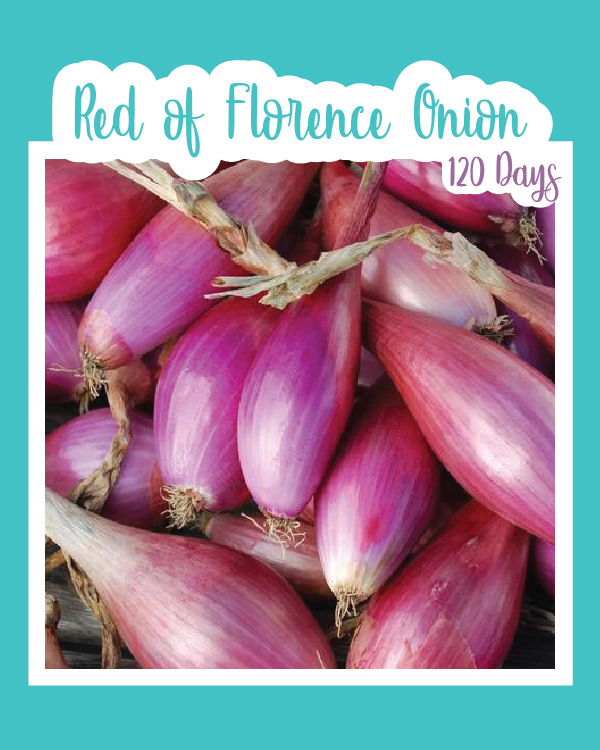 Red of Florence Onion