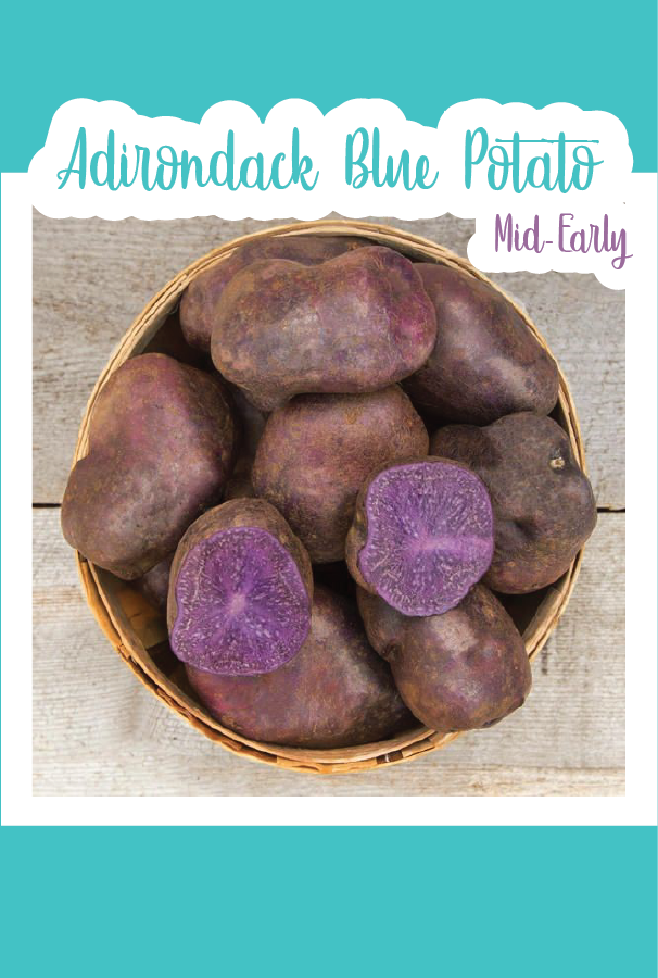 Organic Adirondack Blue Seed Potato (Mid-Early)