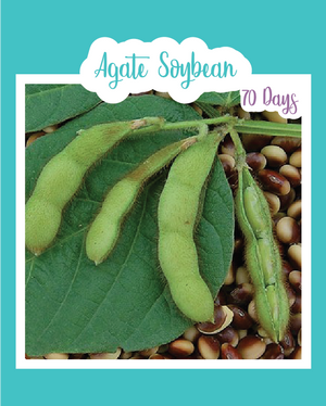 Agate Soybean