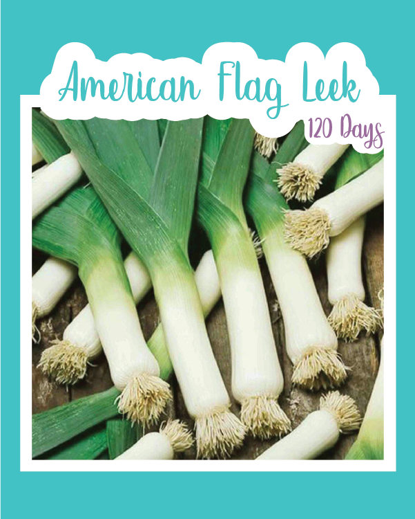 American Flag Leek