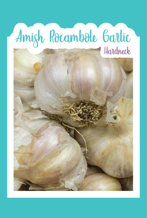 Amish Rocambole Garlic (Hardneck)