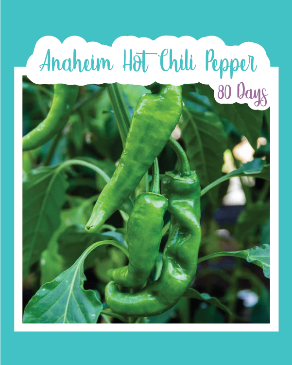 Anaheim Hot Chili Pepper
