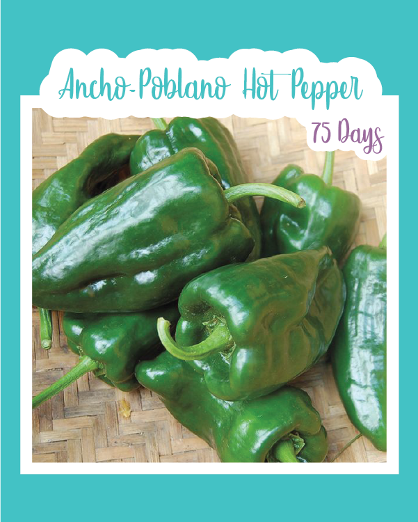 Ancho-Poblano Hot Pepper