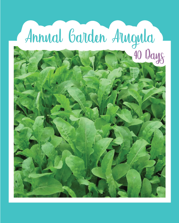 Annual Garden Arugula (Eruca Sativa)