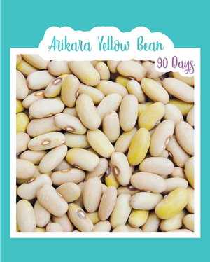 Arikara Yellow Bush Bean