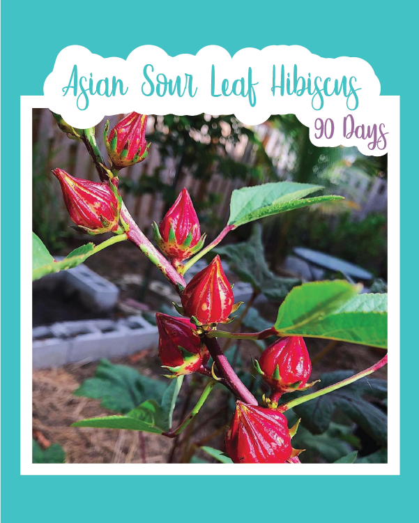 Asian Sour Leaf Hibiscus (Roselle/Sorrel)