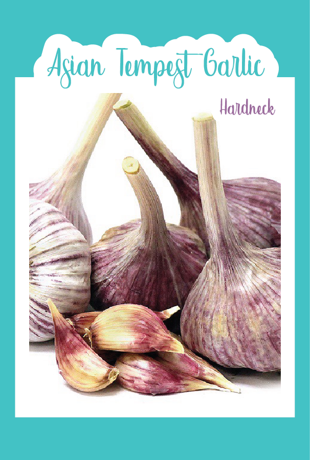 Organic Asian Tempest Garlic (Hardneck)