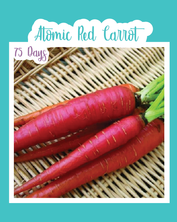 Atomic Red Carrot