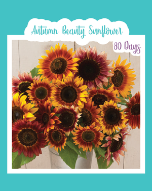 Autumn Beauty Sunflowers