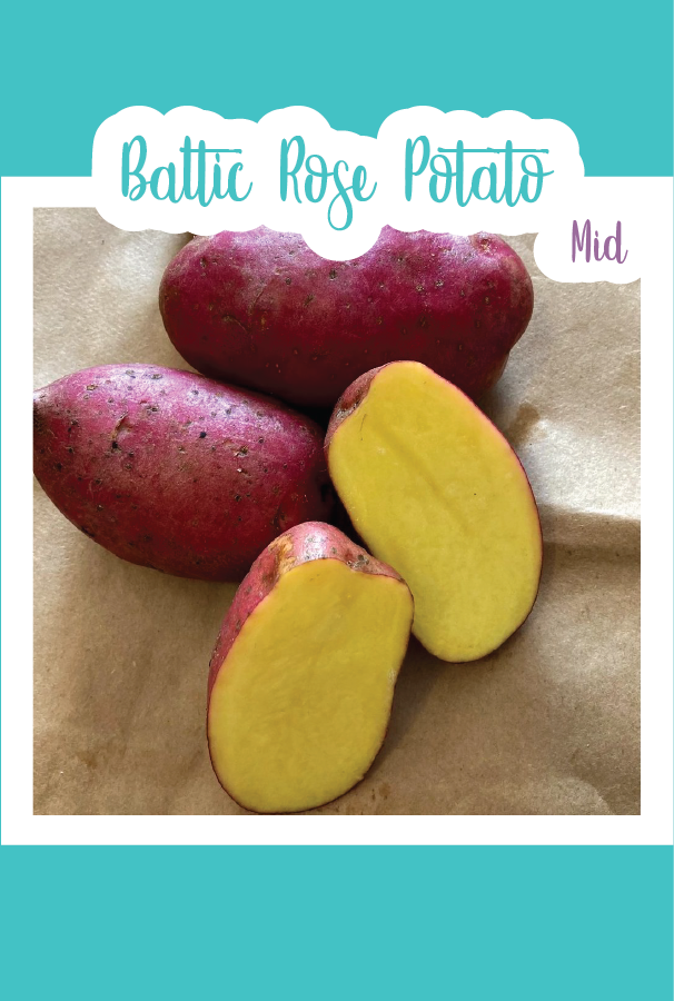 Organic Baltic Rose Seed Potato (Mid)