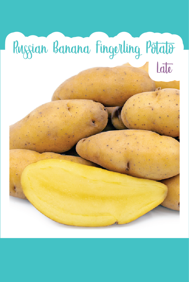 Organic Russian Banana Fingerling Seed Potatoes (Late)