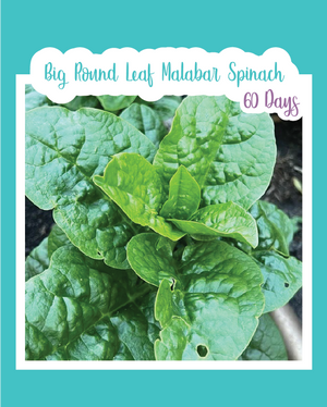 Big Round Leaf Malabar Spinach