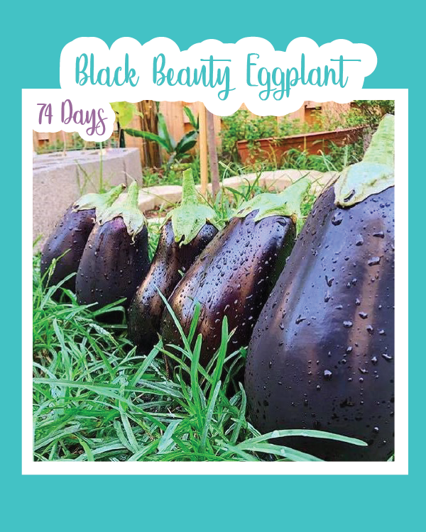 Black Beauty Eggplant