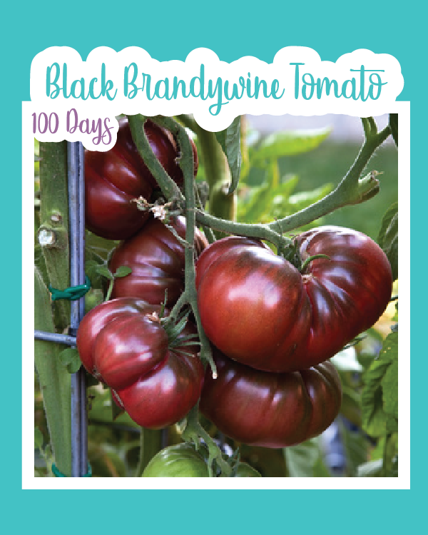 Black Brandywine Tomato
