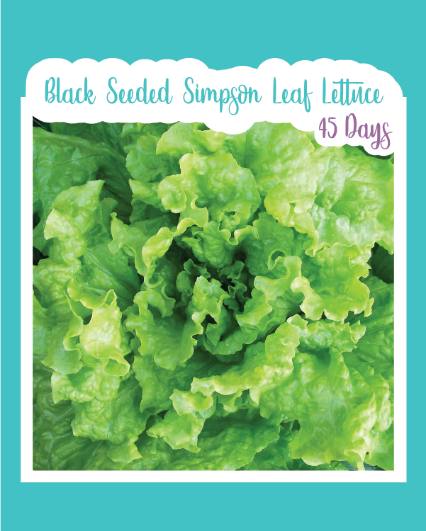 Black Seeded Simpson Lettuce
