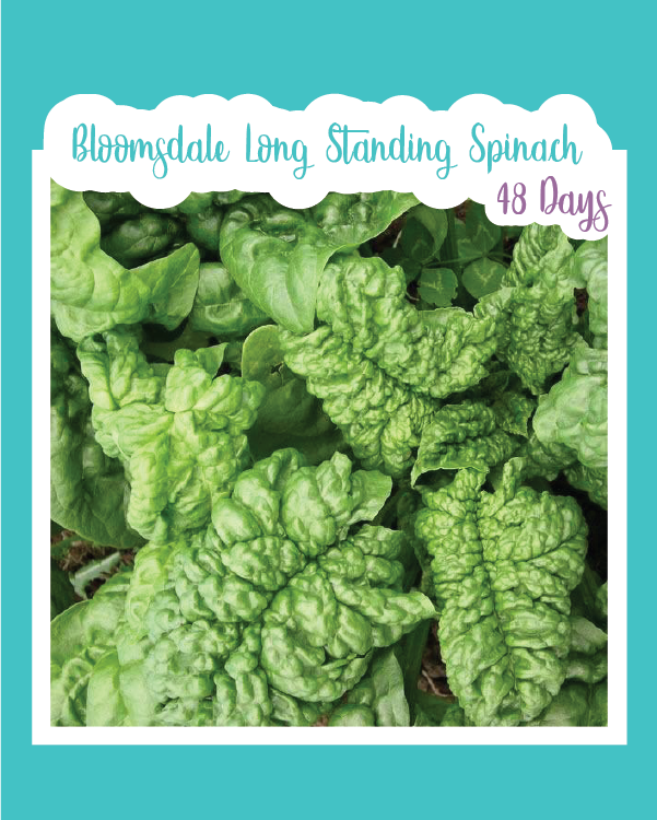 Bloomsdale Long Standing Spinach