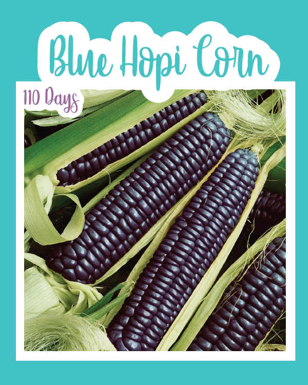 Blue Hopi Corn