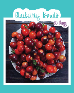 Blueberries Tomato