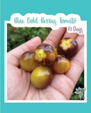 Blue Gold Berries Tomato