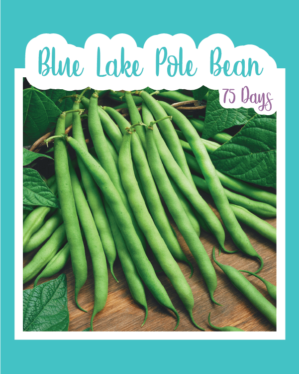 Blue Lake Pole Bean