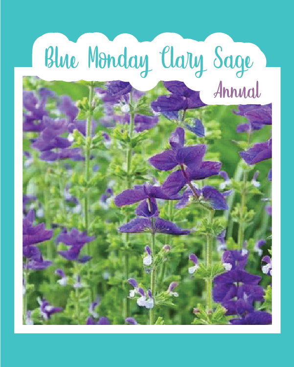 Blue Monday Clary Sage