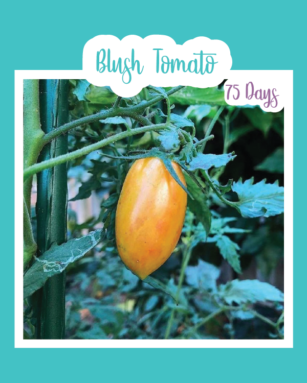 Blush Tomato
