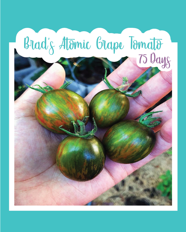 Brad's Atomic Grape Tomato