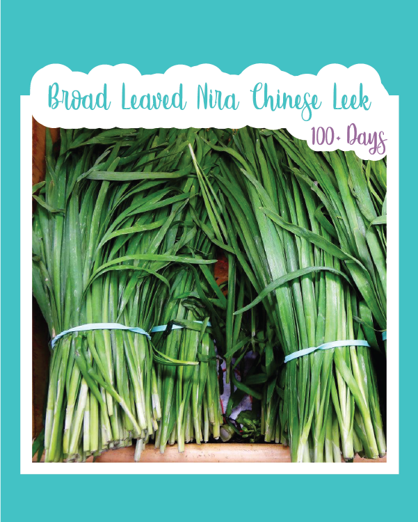 Broad Leaved Nira Chinese Leek (Buchu)