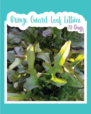 Bronze Guard Leaf Lettuce