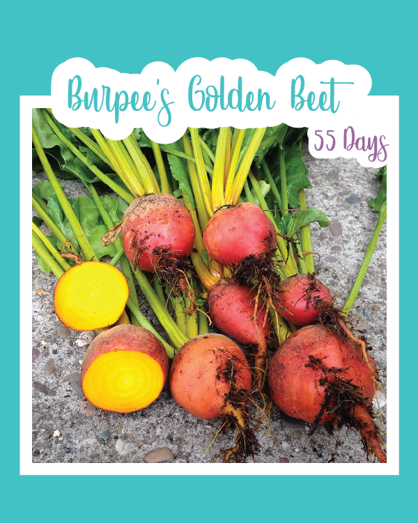 Burpee's Golden Beets