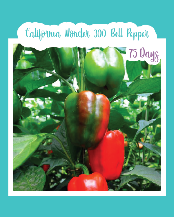 California Wonder 300 Bell Pepper