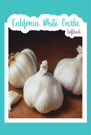 Organic California White Garlic (Softneck)
