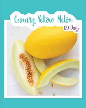 Canary Yellow Melon
