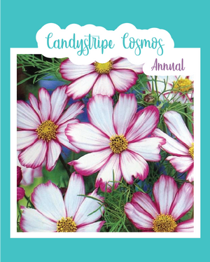 Candystripe Cosmos