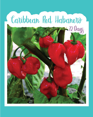 Caribbean Red Habanero Hot Pepper