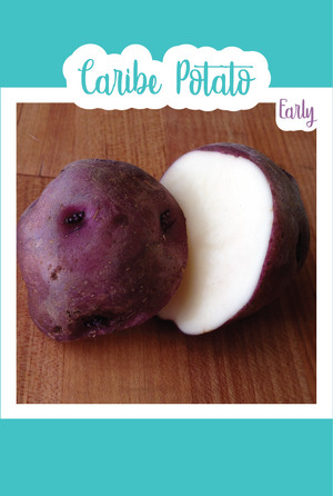 Organic Caribe Seed Potato (Early)