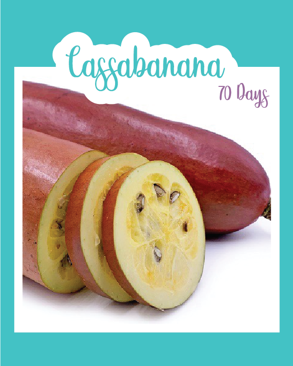 Cassabanana