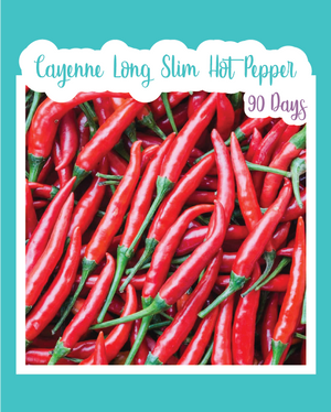 Cayenne Long Slim Hot Pepper