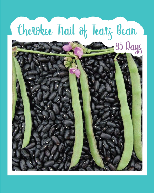 Cherokee Trail of Tears Bean