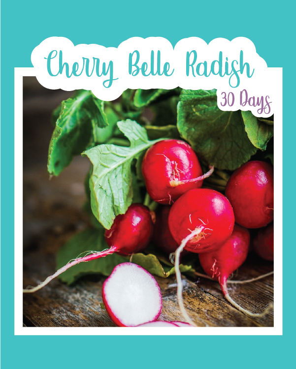 Cherry Belle Radish