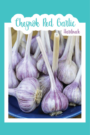 Organic Chesnok Red Garlic (Hardneck)