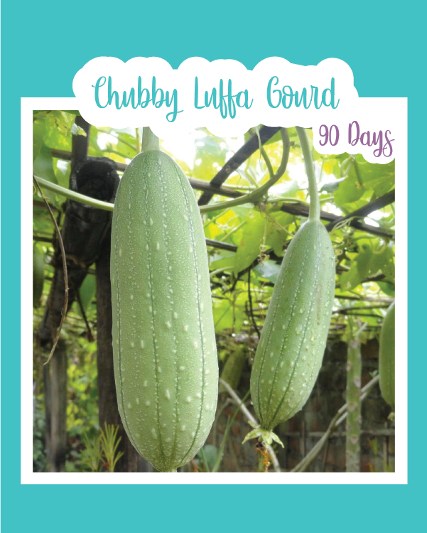 Chubby Luffa Gourd
